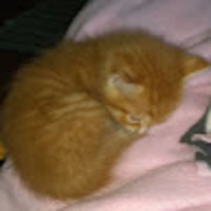 Meet your Posher, Lilly